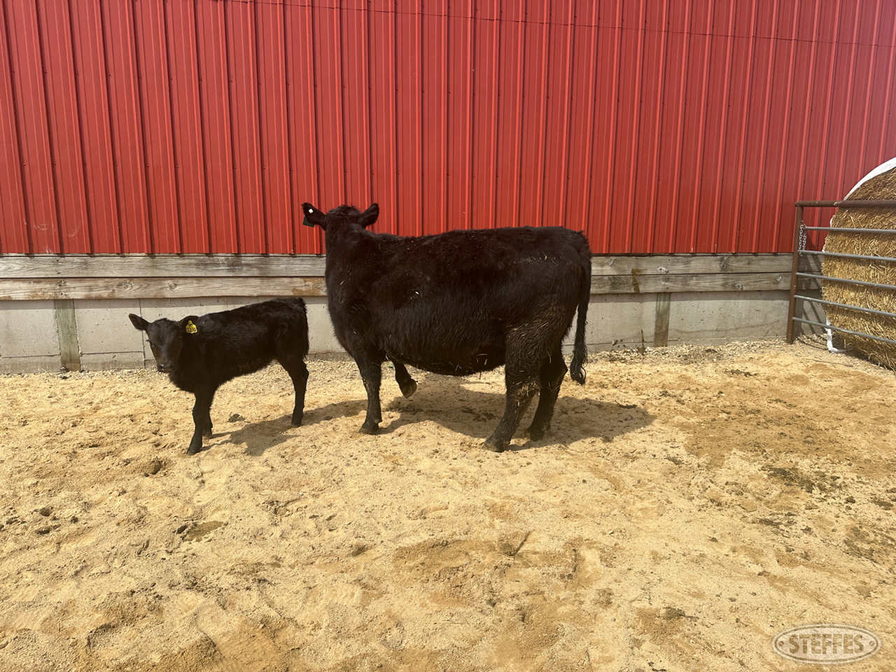 Cow/Calf Pair - Ear Tag 2210 & 2401